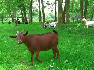 Monstruos gammel mann blir utterly søt tenåring suging hans stang